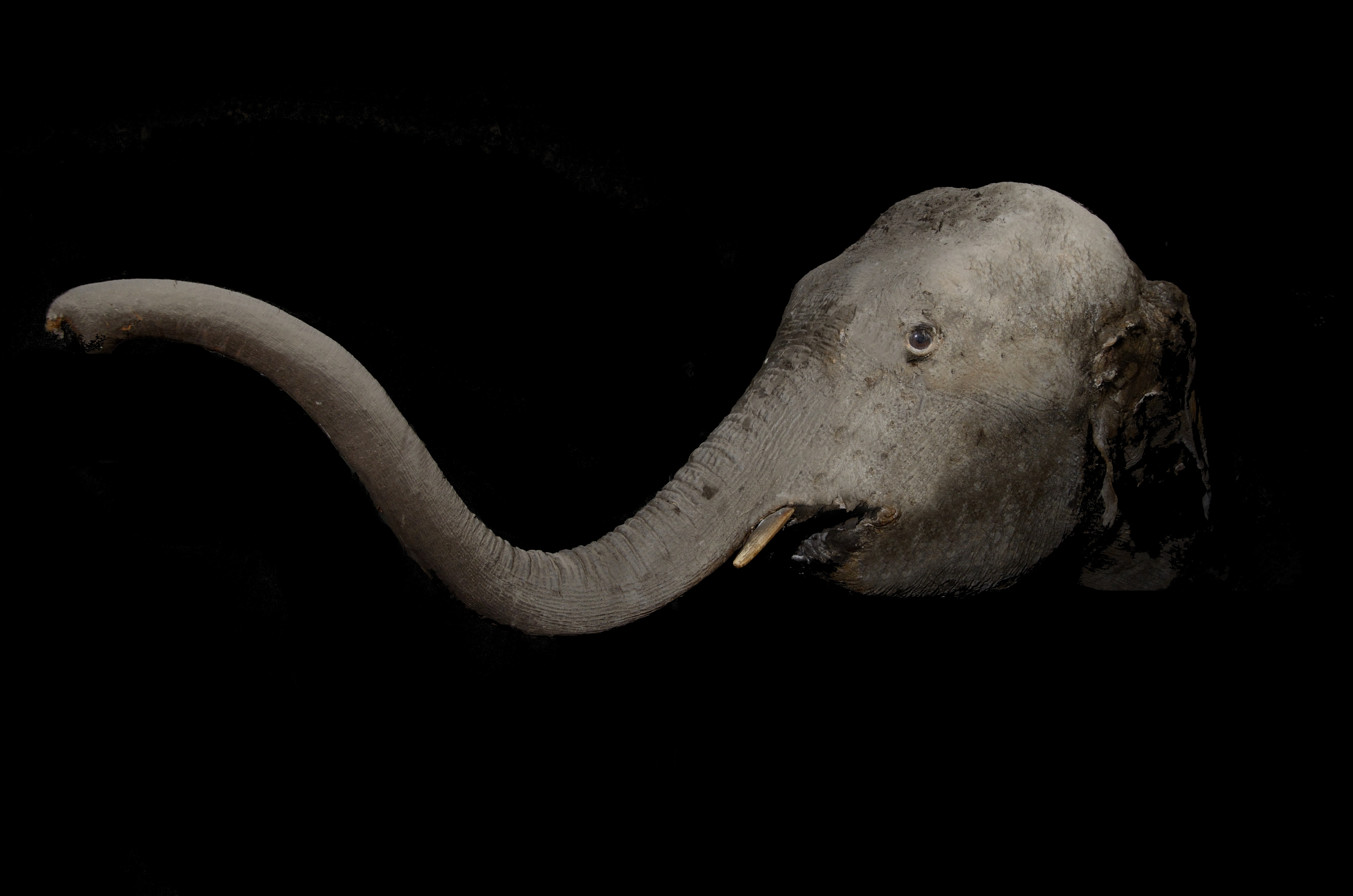 Dal 30 aprile al 31 ottobre 2015 – Esposizione dell’elefantessa di Napoleone