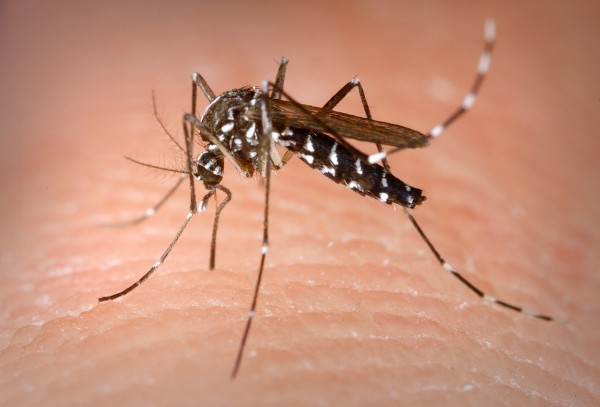Su "Scientific Reports" nuovo importante studio UNIPV e Istituto Pasteur su zanzara tigre e trasmissione virale