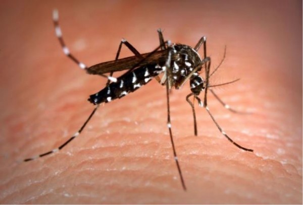 Zanzara tigre: nuovo studio UNIPV sulla rivista “PLoS Neglected Tropical Diseases”