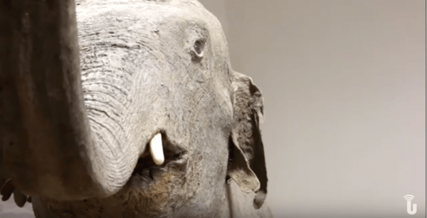 L’Università di Pavia presenta l’elefante indiano restaurato (Video)