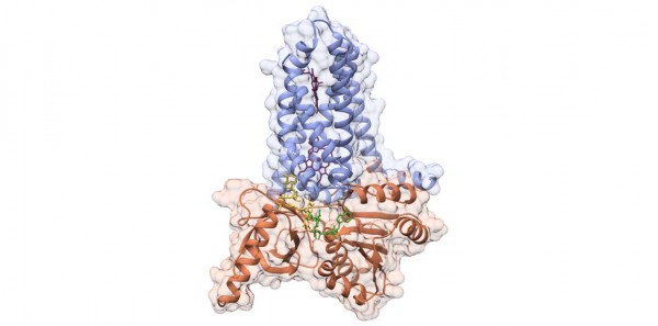 Ricerca UNIPV: rivelata la struttura atomica degli enzimi che producono i radicali dell’ossigeno