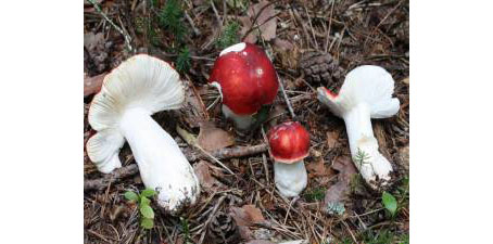 7 e 8 ottobre – 30° mostra dei funghi