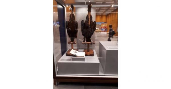 Museo di Storia Naturale UniPV tra i prestatori della mostra “Capitani coraggiosi”