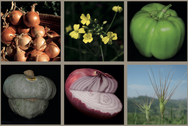 Pubblicato da Pavia University Press il volume “Guida all’Agrobiodiversità vegetale della Provincia di Pavia