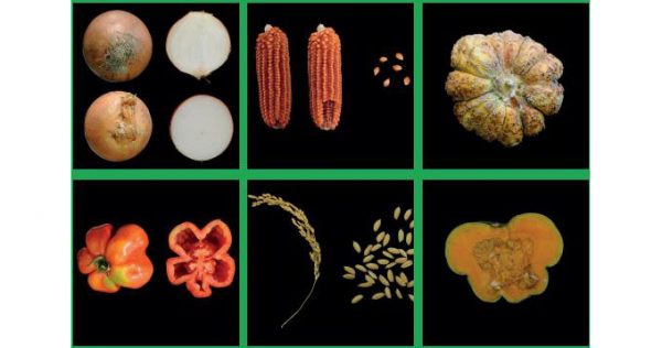 Le varietà agronomiche lombarde tradizionali a rischio di estinzione o di erosione genetica