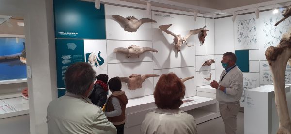 Dal 24 ottobre - Kosmos, il Museo di Storia naturale Unipv propone un secondo ciclo di visite guidate con i curatori