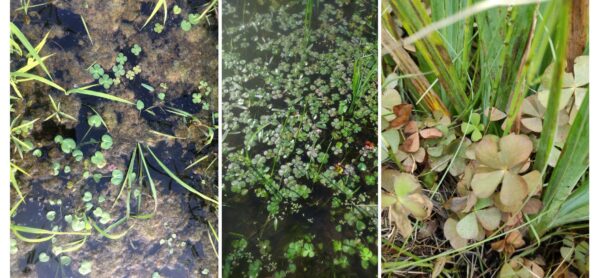 4 dicembre - "CLOVER" - Agrosistemi e conservazione in Lombardia di specie vegetali rare di direttiva habitat