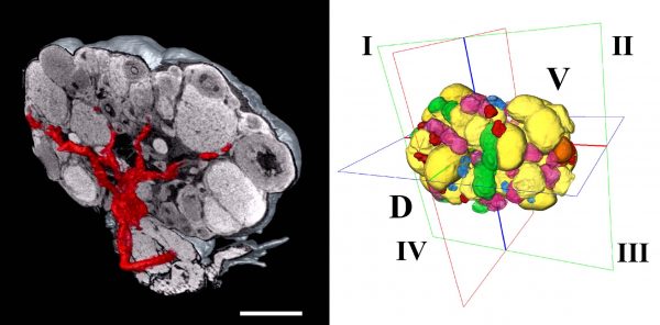 Vedere è credere: un atlante funzionale digitale 3D dell'ovaio (e di altri organi)