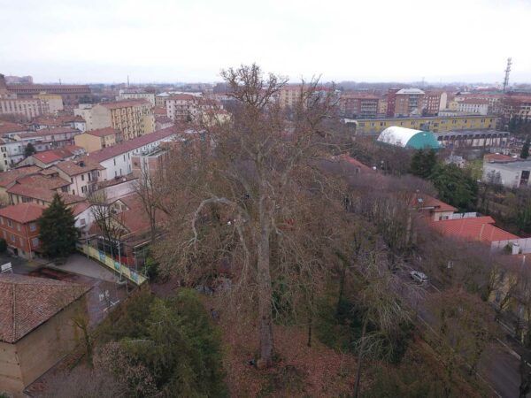 Il Platano di Scopoli dell’Orto Botanico di Pavia gode di ottima salute