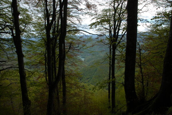 26 e 27 giugno - INSILVA 2021 nel Parco Nazionale delle Foreste Casentinesi