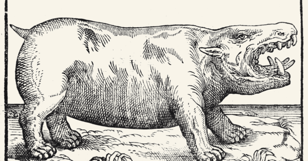 12 febbraio - L’ippopotamo dei Gonzaga. Storia di una modella di Rubens