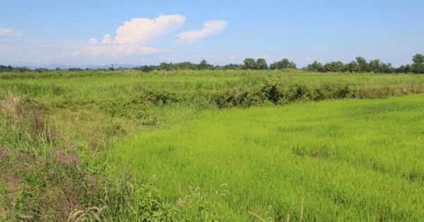 3 marzo - La coltivazione del riso con metodo biologico in Lomellina. Coltivare l’acqua nel rispetto del territorio
