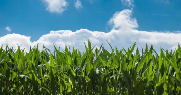 13 giugno - Agri-Food Sustainability. Un nuovo corso di Laurea Magistrale all'Università di Pavia