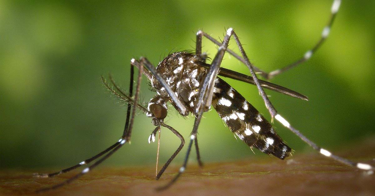 Scoperta l’arma segreta delle zanzare