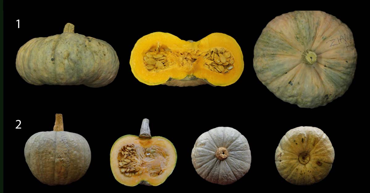 18 settembre - IX Mostra su ＂Varietà tradizionali a rischio di estinzione ed erosione genetica in agricoltura＂