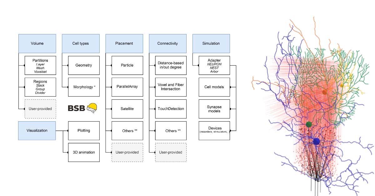 Su «Nature Communications Biology» nuova ricerca Unipv sul modello di funzionamento e organizzazione del circuito cerebellare