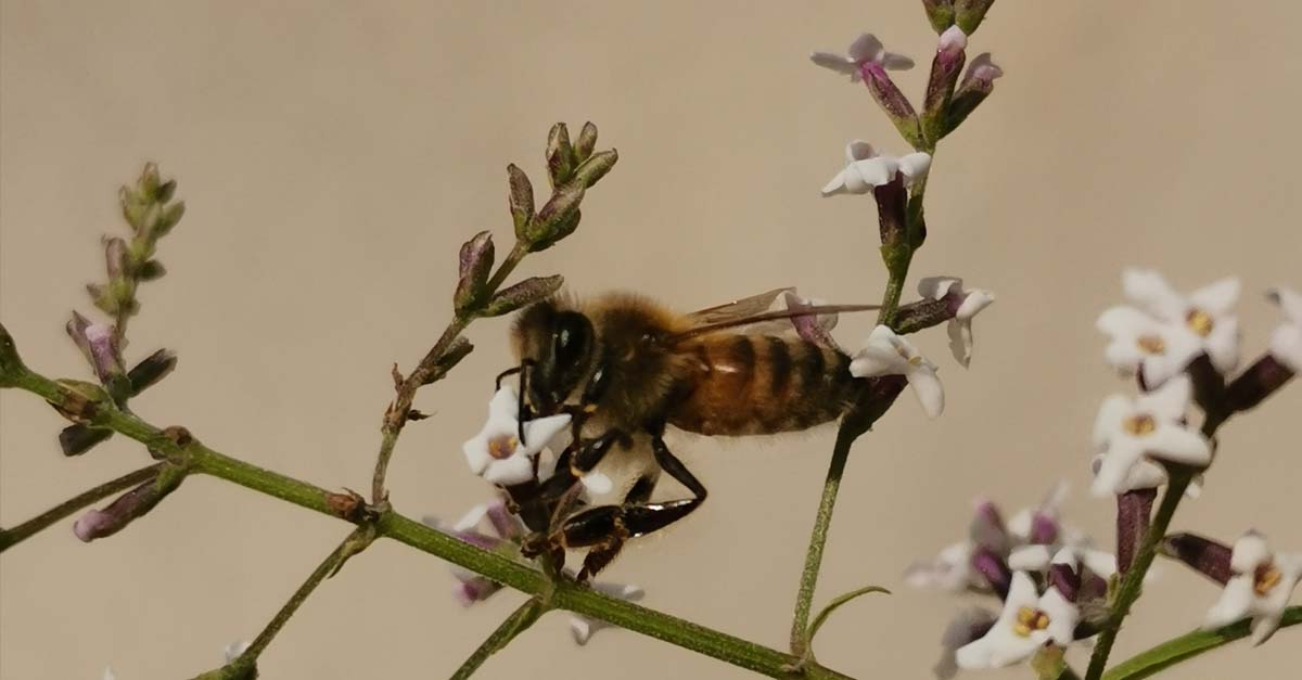 Identificato all’Orto Botanico un alveare selvatico di ape da miele
